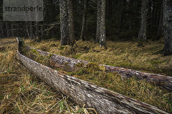 Ein altes Kanu liegt vergessen in den Wäldern des Naikoon Provincial Park  Haida Gwaii; British Columbia  Kanada'.