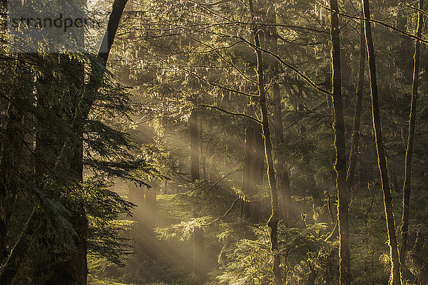 Sonnenlicht strömt durch den Regenwald des Naikoon Provincial Park auf Haida Gwaii; British Columbia  Vereinigte Staaten von Amerika'.