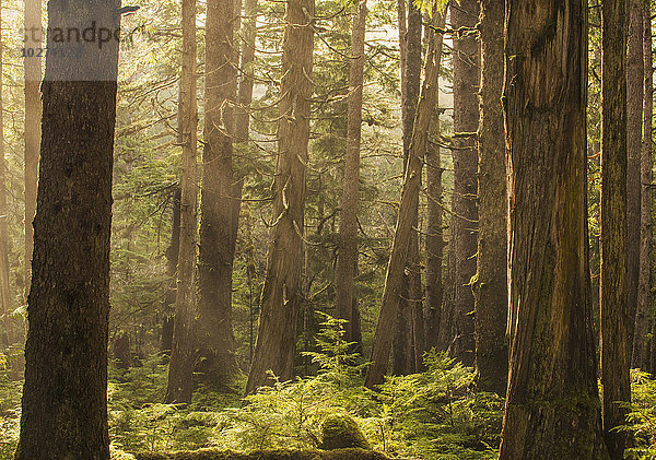 Das Sonnenlicht strömt durch den Regenwald des Naikoon Provincial Park auf Haida Gwaii  British Columbia  Kanada.