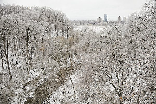 Raureif auf den Bäumen im Winter mit hohen Gebäuden in der Ferne