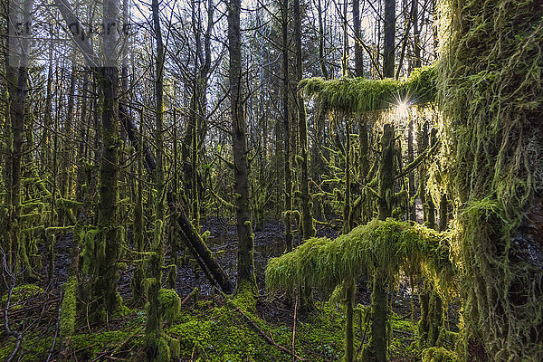 Das Sonnenlicht strömt durch den Regenwald des Naikoon Provincial Park auf Haida Gwaii  British Columbia  Kanada.