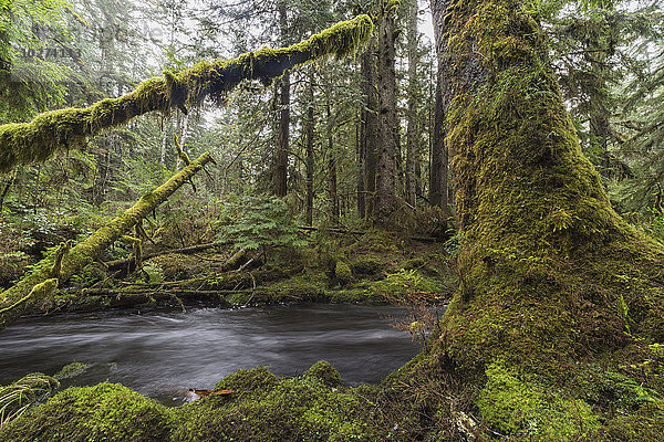 White Creek fließt durch die Regenwälder des Naikoon Provincial Park; Haida Gwaii  British Columbia  Kanada'.