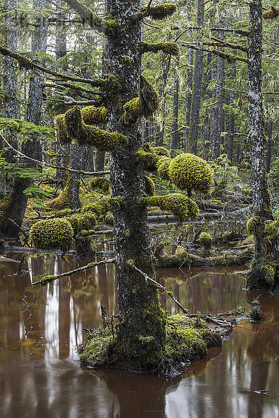 Moos wächst in großen Büscheln auf den Ästen der alten Bäume in den alten Wäldern des Naikoon Provinical Park; Haida Gwaii  British Columbia  Kanada'.