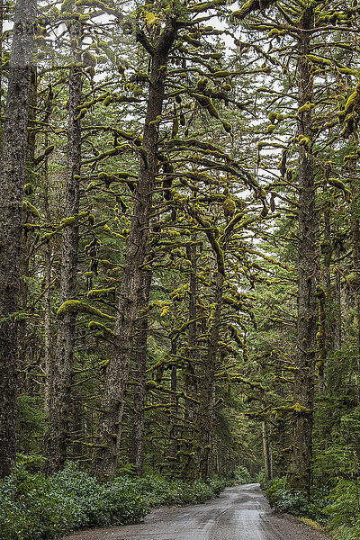Moos wächst in großen Büscheln auf den Ästen der alten Bäume in den alten Wäldern des Naikoon Provinical Park; Haida Gwaii  British Columbia  Kanada'.
