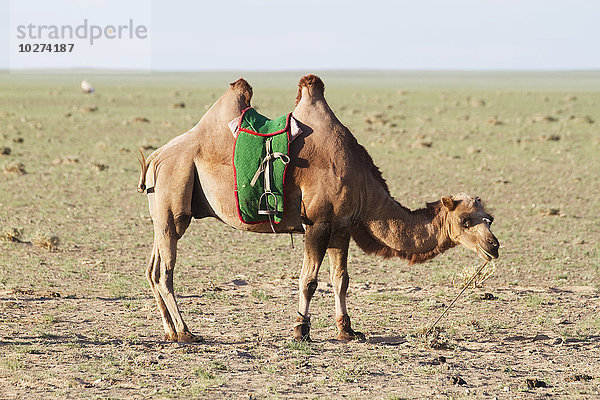 Trampeltier (Camelus bactrianus)  Gobi Gurvansaikhan National Park  Ömnögovi Provinz  Mongolei