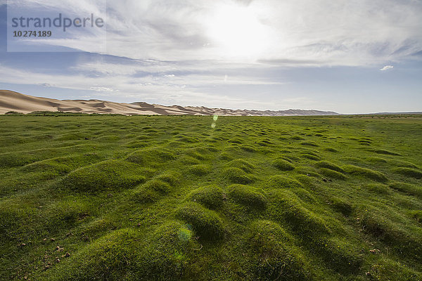 Oase Seruun Bulag an den Sanddünen von Khongoryn Els  Nationalpark Gobi Gurvansaikhan  Provinz Ömnögovi  Mongolei