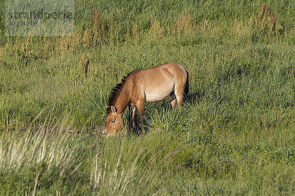 Przewalski-Pferd (Equus przewalskii)  Hustai-Nationalpark  Provinz Töv  Mongolei