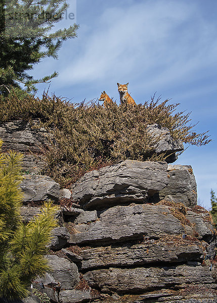 Zwei Rotfüchse (vulpes vulpes) sitzen auf einem Felsvorsprung  Botanischer Garten von Montreal; Montreal  Quebec  Kanada'.