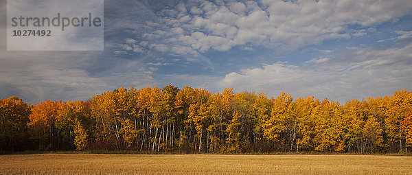 Landschaft und Laubbäume in einem Wald mit Herbstfarben; Manitoba  Kanada'.