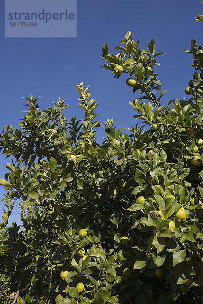 Zitronen am Baum  die in der Sonne reifen; Salinas  Kalifornien  Vereinigte Staaten von Amerika'.