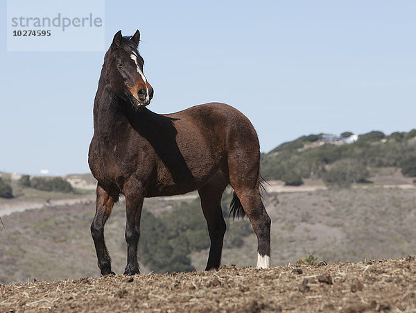 'Gerettetes Pferd im Monterey SPCA; Salinas  Kalifornien  Vereinigte Staaten von Amerika'.