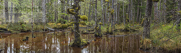 Ein Teich liegt tief im Herzen des Naikoon Provincial Park in der Nähe der Stadt Masset; Haida Gwaii  British Columbia  Vereinigte Staaten von Amerika'.