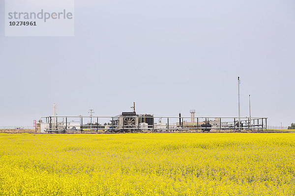 Verdichterstation in einem Rapsfeld für den Transport von Rohöl im ländlichen Alberta; Alberta  Kanada'.