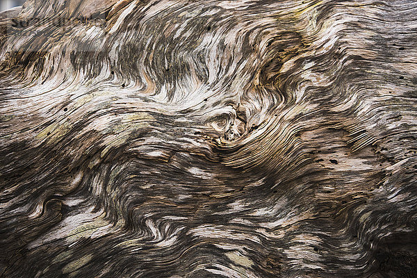 'Erstaunliche Muster auf Treibholz; Seaside  Oregon  Vereinigte Staaten von Amerika'.