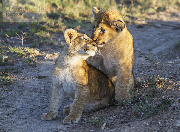 Ostafrikanische Löwenjunge (Panthera leo nubica)  Mara Naboisho Conservancy; Kenia'.
