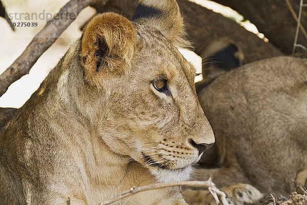 Ostafrikanisches Löwenjunges (Panthera leo nubica)  Samburu-Nationalpark; Kenia'.