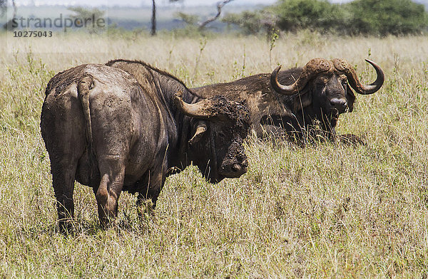 Afrikanische Büffel (Syncerus caffer)  Nairobi National Park; Kenia'.