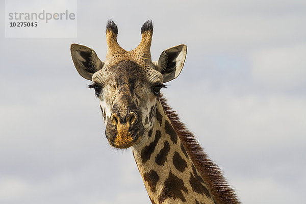 Masai-Giraffe (Giraffa camelopardalis tippelskirchi)  Nairobi-Nationalpark; Kenia'.