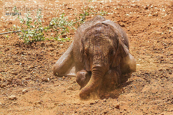 Verwaister afrikanischer Elefant (Loxodonta africana) im Sheldrick Elefantenwaisenhaus; Nairobi  Kenia'.