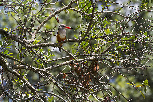 Graukopfliest (Halcyon leucocephala)  Mara North Conservancy; Kenia'.