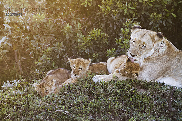 Ostafrikanische Löwin (Panthera leo nubica) und ihre Jungen in der Abenddämmerung  Mara Naboisho Conservancy; Kenia'.