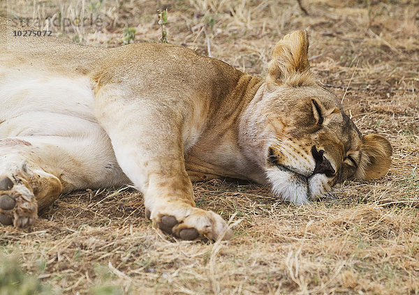 Schlafende ostafrikanische Löwin (Panthera leo nubica)  Buffalo Springs National Reserve; Kenia'.