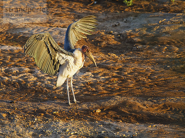 Marabu-Storch (Leptoptilos crumeniferus) am Ufer des Uaso Nyiro Flusses  Shaba National Reserve; Kenia