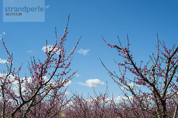 'Obstbäume in voller Blüte; Tarragona  Benissanet  Spanien'.