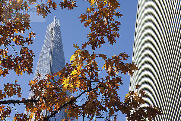 Herbst Laub mit dem Shard Wolkenkratzer von Renzo Piano hinter  in der Nähe der London Bridge auf der South Bank; London  England