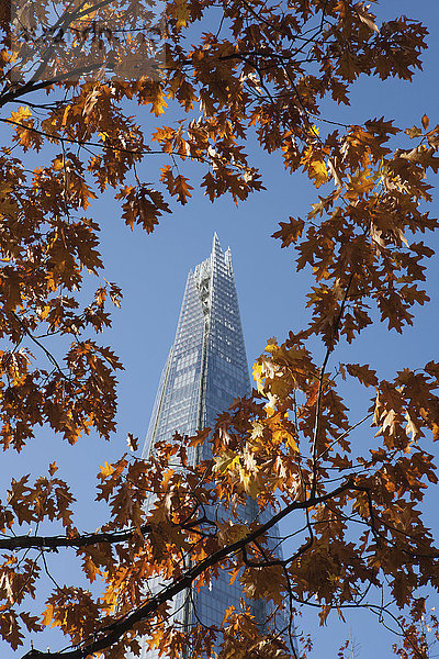 Herbst Laub mit dem Shard Wolkenkratzer von Renzo Piano hinter  in der Nähe der London Bridge auf der South Bank; London  England