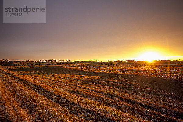 Glühendes Sonnenlicht über Farmland bei Sonnenuntergang; Manitoba  Kanada'.