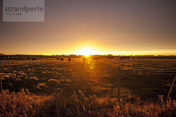 Glühen über Farmland bei Sonnenuntergang; Manitoba  Kanada'.