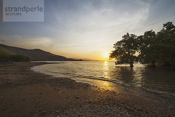 Mangroven in Aria Branca bei Sonnenuntergang; Dili  Osttimor'.