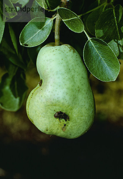 Landwirtschaft - Ernteschäden an einer Bartlett-Birne  verursacht durch die Larve des Apfelwicklers (Cydia pomonella).