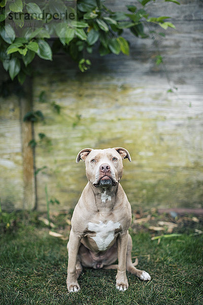 Porträt des amerikanischen Pit Bull Terriers auf dem Hof