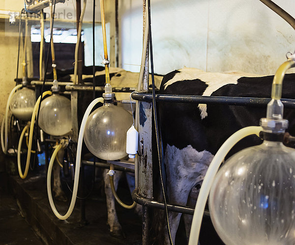 Blick auf Kühe beim Melken