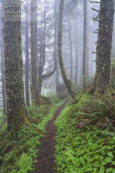 Fußweg im nebligen Wald