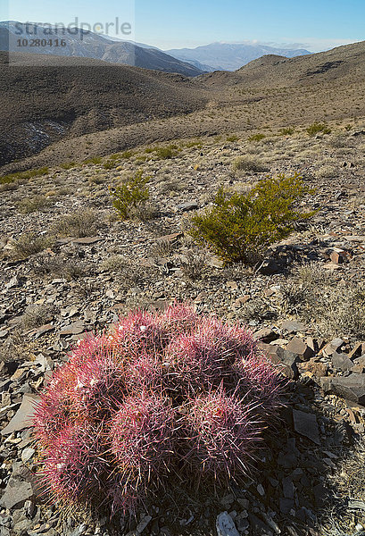 Nahaufnahme eines Kaktus in der Wüste