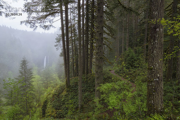 Blick auf den Wald und die North Falls im Hintergrund