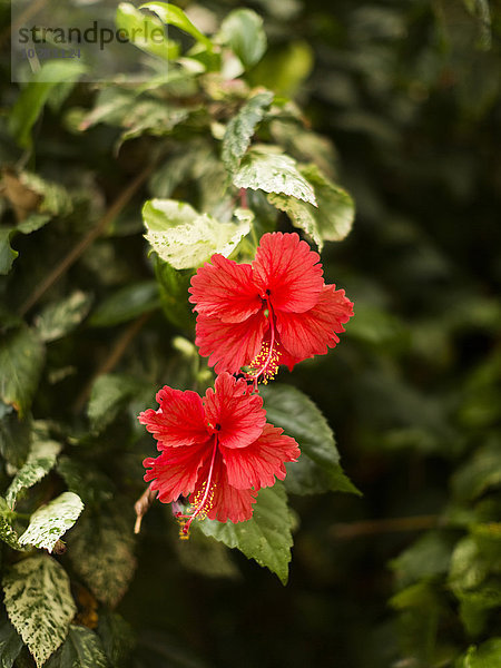 Ansicht einer roten tropischen Blume