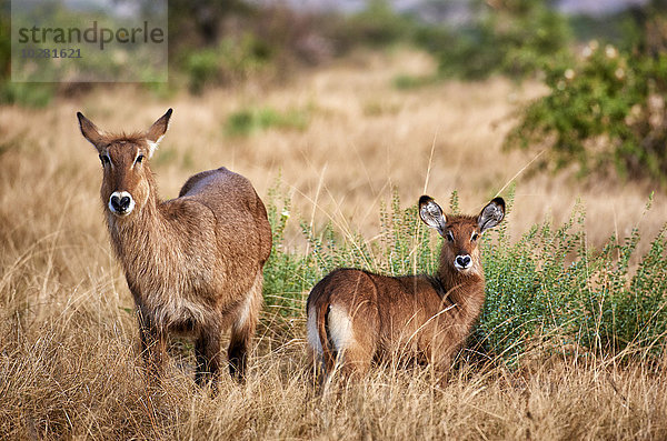 Wasserbock  Kobus ellipsiprymnus  Queen-Elizabeth-Nationalpark  Uganda  Ostafrika  Afrika