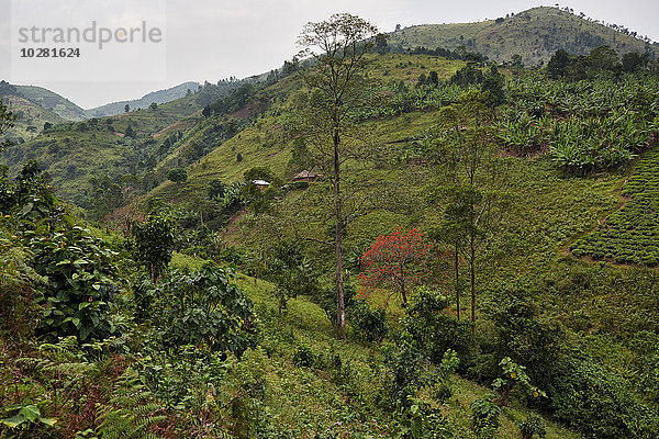 Bwindi Impenetrable National Park  Uganda  Afrika