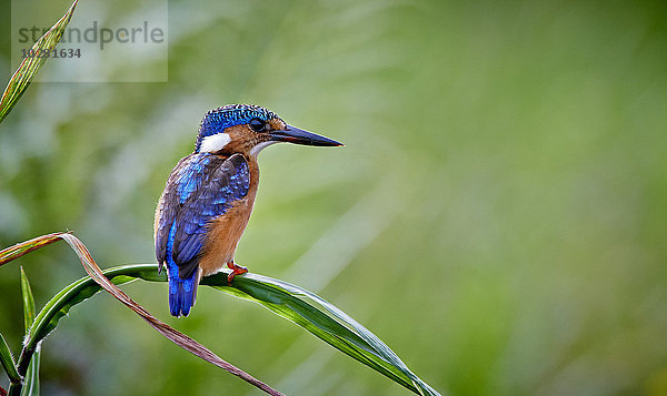 Haubenzwergfischer  Alcedo cristata  Mabamba Swamp  Uganda  Ostafrika  Afrika