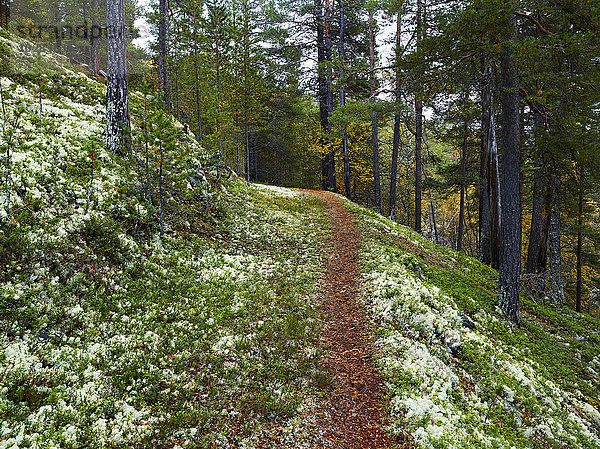 Fußweg durch den Wald