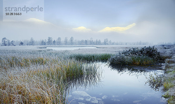 Frost auf Schilf im See