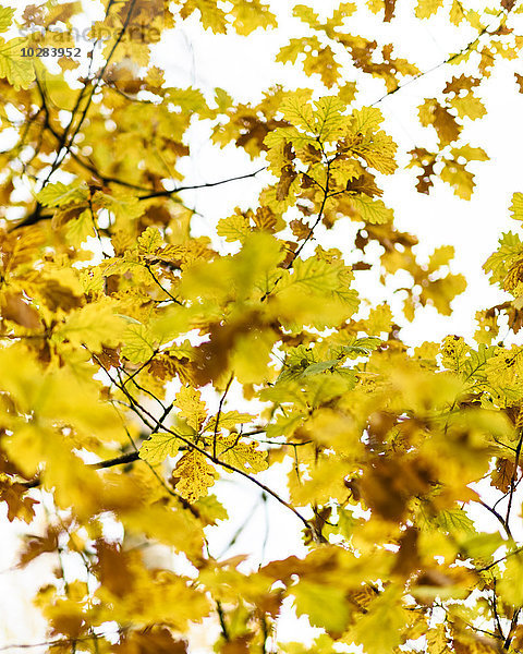 Gelbe Blätter an den Zweigen