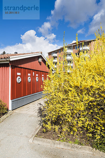 Blühender Forsythienstrauch  Gebäude im Hintergrund