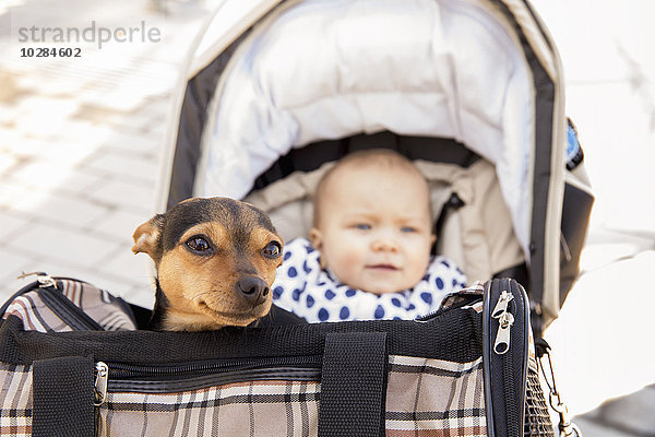 Hund in der Trage  Baby im Kinderwagen im Hintergrund