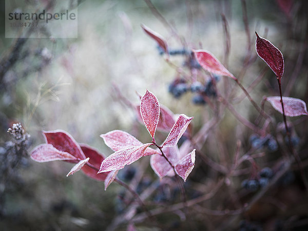 Frost auf roten Blättern