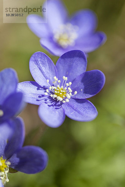 Blaue Blumen  Nahaufnahme